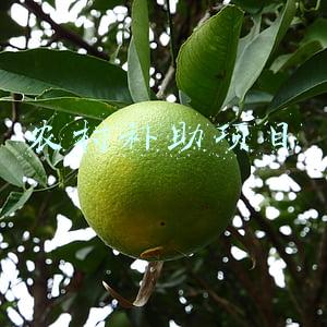 农村补助项目