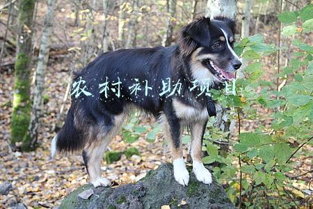 农村农业补贴有哪些项目(2020年 农业农村部重点扶持这样28个项目！（建议收藏）)