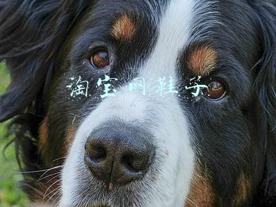淘宝网鞋子