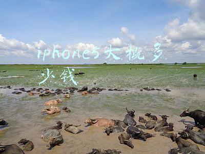 iphone5大概多少钱