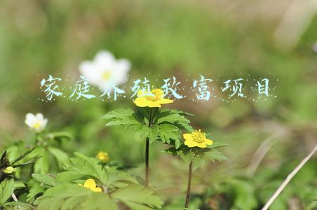 家庭养殖致富项目