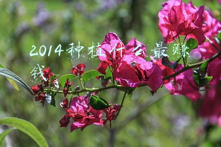 2014种植什么最赚钱