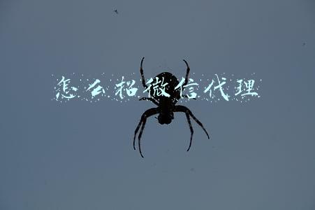 怎么找微信删除的好友(微信新技巧：一招找回微信中已删除好友的微信号)