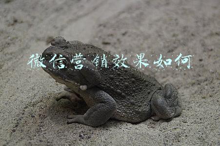 微信营销效果如何