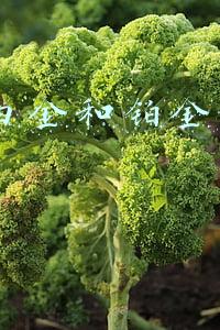 18k白金和铂金的区别