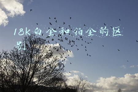 18k白金和铂金的区别