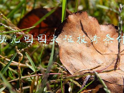 幼儿园园长证报考条件