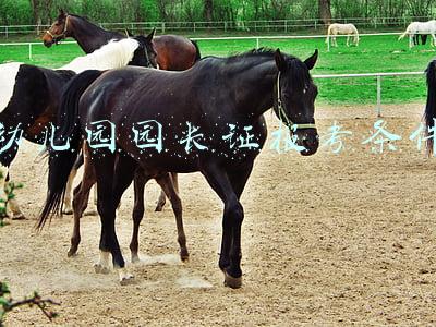 幼儿园园长证报考条件2021年吉林(中央农业广播电视学校党委书记汪学军任吉林省农业农村厅厅长)