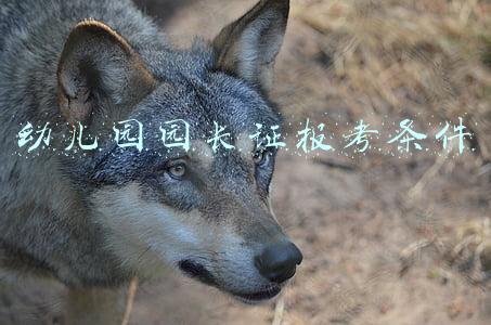 幼儿园园长证报考条件