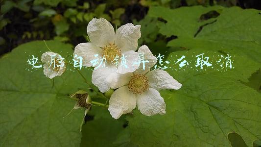电脑自动锁屏怎么取消