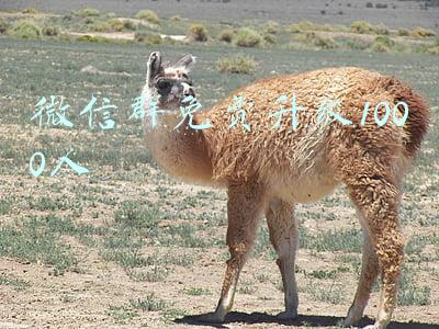 微信群怎么能升级到1000人(三个孩子的全职宝妈，自己没有电脑，怎么能日更千字以上的呢？)