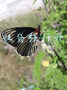 微信怎么强制开通微粒贷(微粒贷可以“内部渠道”强行开通？珠海男子亲身体验告诉你！)