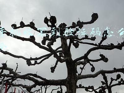 手机收不到验证码怎么办
