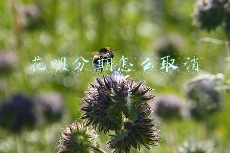 花呗分期怎么取消