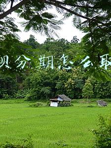 花呗分期怎么取消