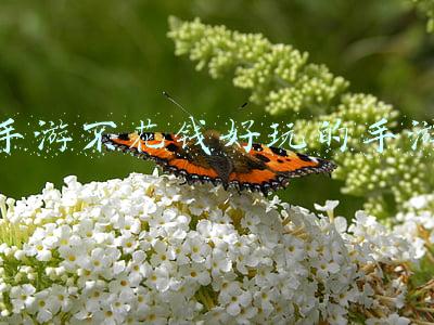 手游不花钱好玩的手游