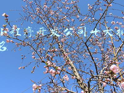 小程序开发公司十大排名序开发(《2月数字生活小程序TOP50榜》:美团 滴滴青桔 贝壳 哈啰出行前十)