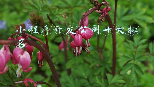 小程序开发公司十大排名