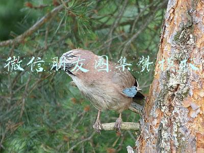微信朋友圈集赞模板
