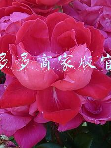 拼多多商家版官网
