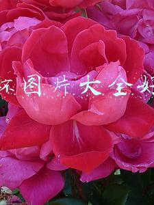 耳环图片大全好看