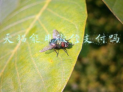天猫能用微信支付吗京东(阿里大动作！旗下部分App接入微信支付，股价大涨超6%！公司回应：“会继续与其他平台一起面向未来，相向而行”)