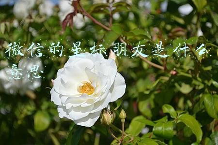 微信的星标朋友是什么意思