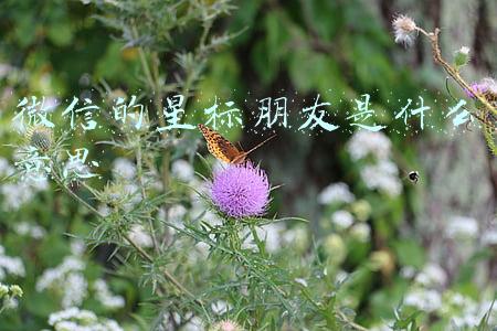 微信的星标朋友是什么意思
