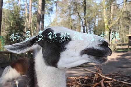 拼多多解绑微信步骤