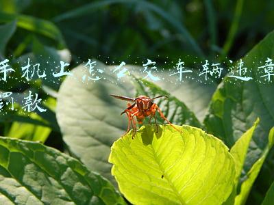 手机上怎么交车辆违章罚款