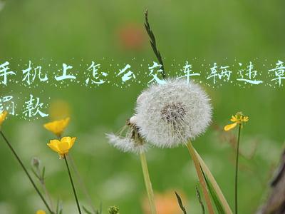 手机上怎么交车辆违章罚款