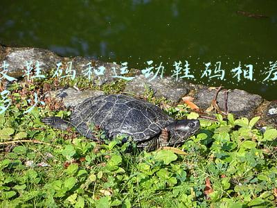 皮鞋码和运动鞋码相差多少