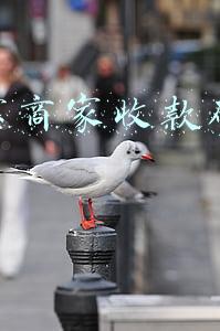 2022年支付宝商家收款码怎么申请(注意！收款码有变化，微信、支付宝刚刚回应！个人收款码可继续使用，新设个人经营收款码)