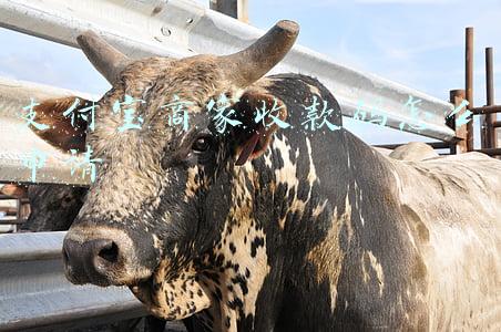 支付宝商家收款码怎么申请