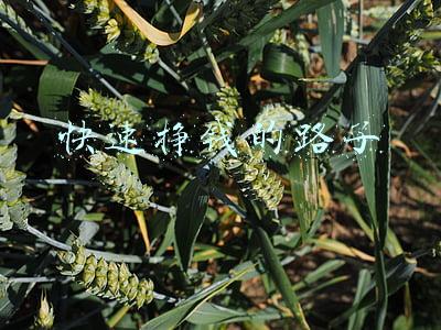 有什么挣钱的路子(农村这几个门路适合发家，投入大小不等，可选择适合自己的)