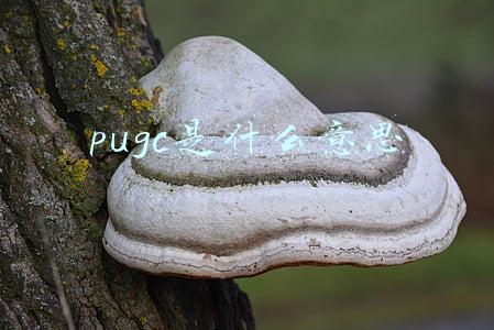 PUGC是什么意思啊(我百度了一下“内卷”之后......)