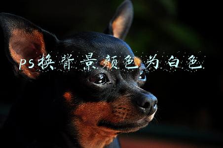 ps换背景颜色为白色