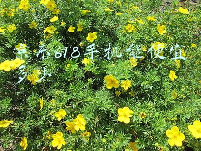 京东618手机能便宜多少
