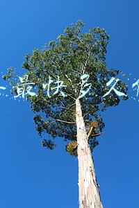 顺丰最快多久能到