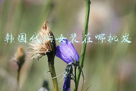 韩国代购女装在哪批发