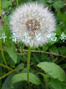 抖音怎么唱歌