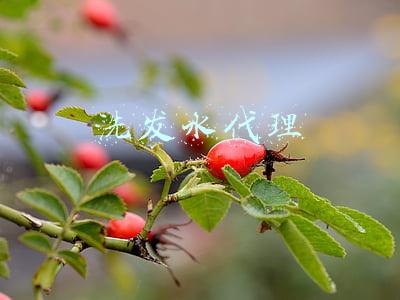 洗发水代理