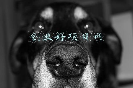 创业好项目网店(开网店选择哪个平台好)