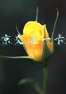 北京交通一卡通
