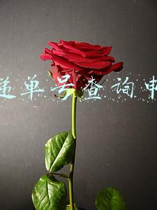 快递单号查询中通(自动识别查询快递单号圆通、中通……，适用全网快递公司快递查询)