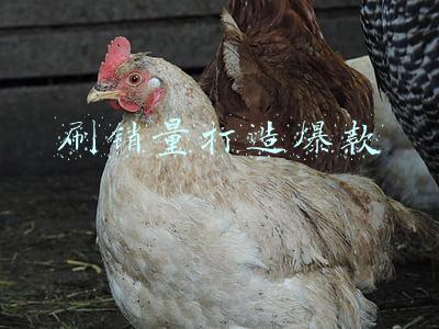 刷销量打造爆款