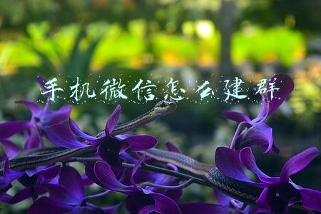 手机微信怎么建群