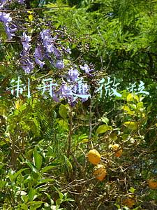 强制开通微粒贷