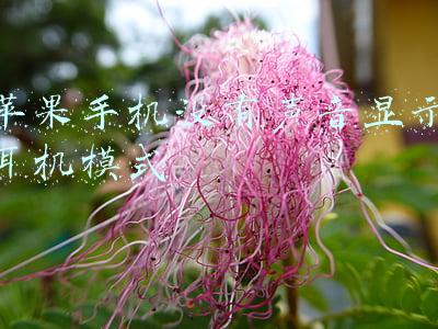 苹果手机没有声音显示耳机模式
