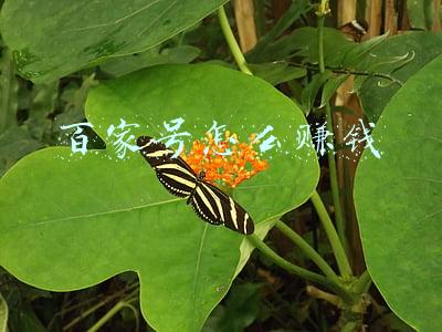 百家号怎么赚钱